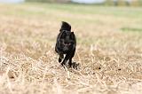 SCHIPPERKE 467